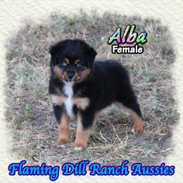 Alba - Black tri female Miniature Australian Shepherd puppy in Forestburg, Texas from Flaming Dill Ranch Aussies
