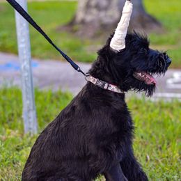 Giant Schnauzer Puppies from Giant Strides Giants