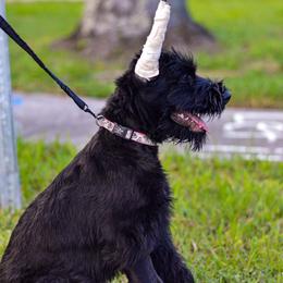 Giant Schnauzer Puppies from Giant Strides Giants