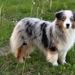 Natty - Toy Australian Shepherd