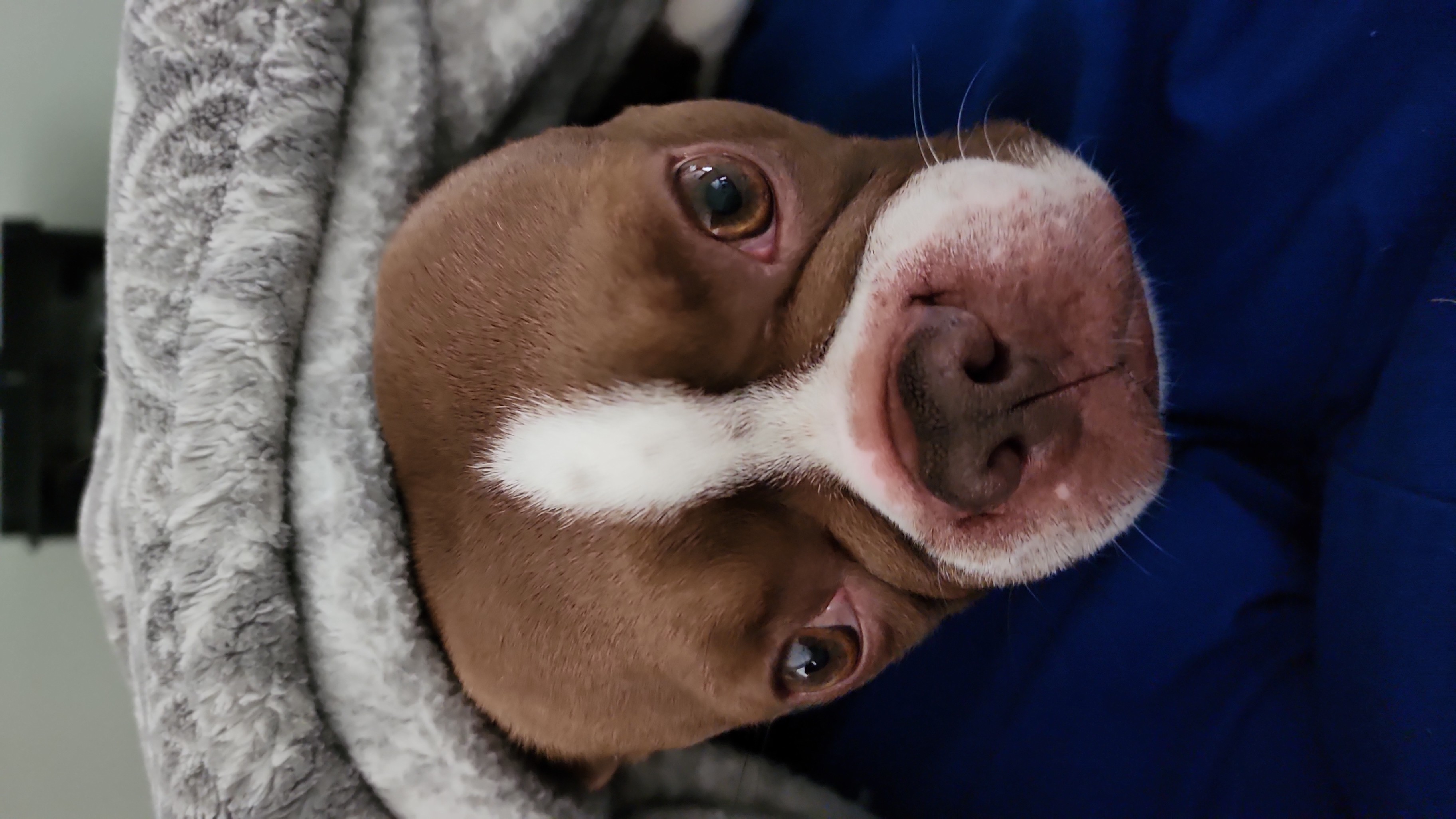 Boston Terriers from Cryan Star Boston Terriers