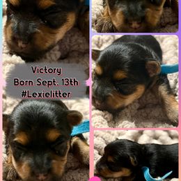 Victory (turquoise band) - Black and gold female Yorkshire Terrier puppy in Tangipahoa County, Louisiana from Riche’ Louisiana Yorkies