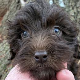 Reba - Brown and white female Aussiedoodle puppy in Oklahoma City, Oklahoma from Foneb Farm - The F1B Farm