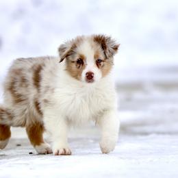 Australian Shepherd, Miniature American Shepherd, Miniature Australian Shepherd, and Toy Australian Shepherd Puppies from Painted Blue Aussies