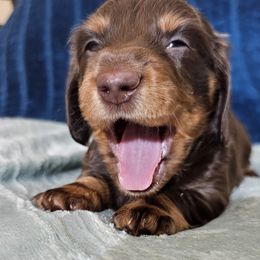 Dachshund Puppies from Collier Dachshunds
