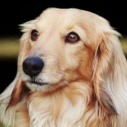 Harmony - Dachshund