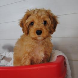Copper - Red male Cavapoo puppy in Mountain Grove, Missouri from Dogwood & Sassafras Companions