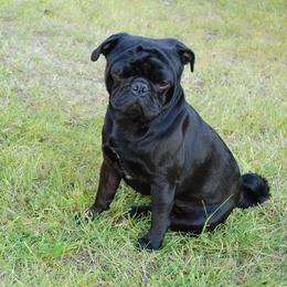 Brutus - Pug