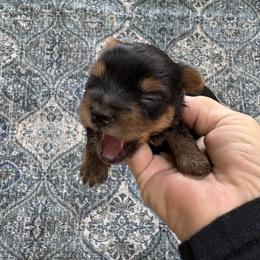 Skipper - Black and gold male Yorkshire Terrier puppy in Phoenix, Arizona from Coursey’s Yorkies