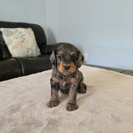 Belle - Merle female Cavapoo puppy in Floyd, Virginia from Hearts and Paws Poodles and Doodles