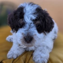 Jack - Brown and white male Bernedoodle puppy in Decatur, Tennessee from Diamond's Doodles