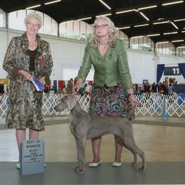 Libby - Weimaraner