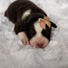 Eclair - Red tri-color female Miniature American Shepherd puppy in Riverton, Utah from Iron Spirit Homestead & Aussies