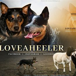 Australian Cattle Dog puppies from LoveAHeeler