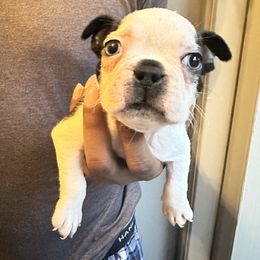 Boy 2 - Black brindle and white male Boston Terrier puppy in Ellicott City, Maryland from Thee Puppy Lady🐾