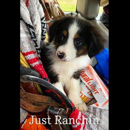 Australian Cattle Dog, Australian Shepherd, Companion Cross, and Miniature Australian Shepherd Puppies from MK Aussies