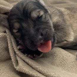 German Shepherd Puppies from Park Hill German Shepherds