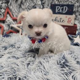 Bubbles - Cream and white female Chihuahua puppy in Bowdon, Georgia from Paschal's Pups