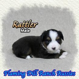 Rattler - Black tri male Toy Australian Shepherd puppy in Forestburg, Texas from Flaming Dill Ranch Aussies