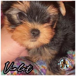 Violet - Black and tan female Yorkshire Terrier puppy in London, Kentucky from Soto Yorkies