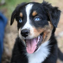 Joe - Black tri-color male Australian Shepherd puppy in Darrington, Washington from Cart River Aussies