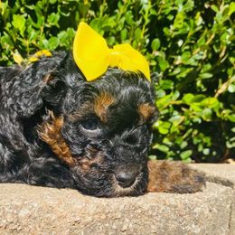 Mica. AKC. Clear - Phantom female Poodle puppy in Nixa, Missouri from Family Poodles