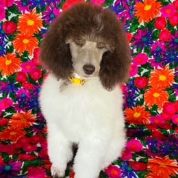 Girl 1 - Parti Poodle puppy in Beloit, Wisconsin from Parti Poodle Ranch