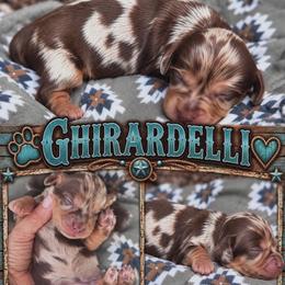 Ghirardelli- on hold for 2 weeks - Dapple male Dachshund puppy in Duncan, Arizona from Bootheel Doxies & Poms