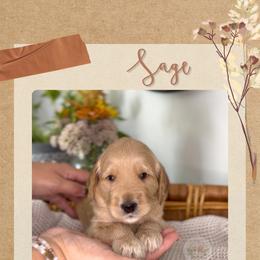 Sage - Apricot male Goldendoodle puppy in Asheboro, North Carolina from Magnolia Farm Doodles