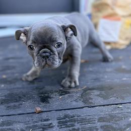 Smokey - Blue female French Bulldog puppy in Sarasota, Florida from Florida Frenchie Pups