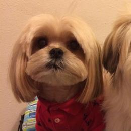Morkies from Jenn’s Georgia Morkies