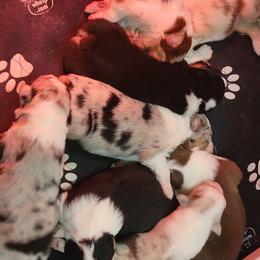 Australian Shepherd Puppies from Cornerstone Australian Shepherds