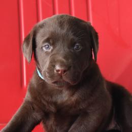 Rainy - Chocolate female Labrador Retriever puppy in Camden, Indiana from Camden's Caring Canines