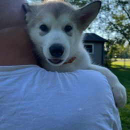 Boy #3 Wolfman - Gray and white Alaskan Malamute puppy in Mount Morris, Michigan from Knightmute-Nikos Malamutes