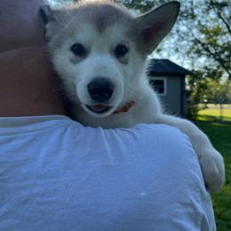 Boy #3 Wolfman - Gray and white Alaskan Malamute puppy in Mount Morris, Michigan from Knightmute-Nikos Malamutes