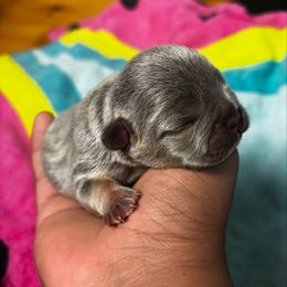 Girl 3 - Tricolors female French Bulldog puppy in Lawrenceville, Georgia from Amore Frenchies