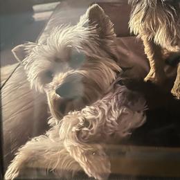 MASE - Yorkshire Terrier