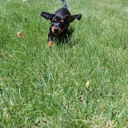 Boy 1 - Black and tan male Dachshund puppy in Craig, Colorado from Rocky Mountain Shih Tzus and Dry Creek Miniature Dachshunds