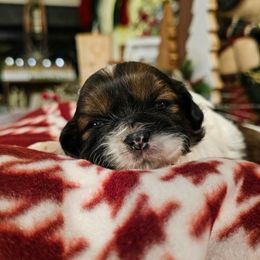 Boy 1 - Gold and white male Shih Tzu puppy in North Carolina from WillowCreek Mountain View Shih Tzu