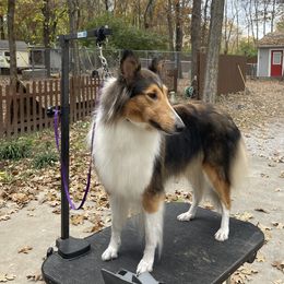 Darla - Collie