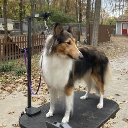 Darla - Collie