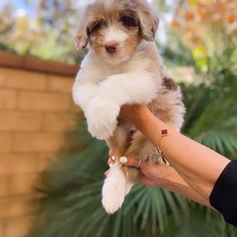 Aussiedoodle, Bernedoodle, Goldendoodle, and Poodle Puppies from Teddy Doodles & Standard Poodles