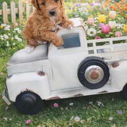 Donatelo - Apricot male Poodle puppy in Hernando Beach, Florida from Minipupps
