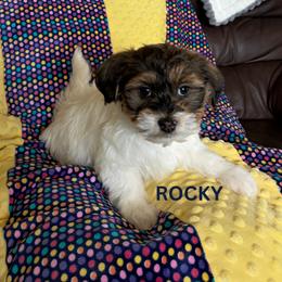 ROCKY - Fawn sable male Havanese puppy in Fielding, Utah from LUCKY HAVANESE