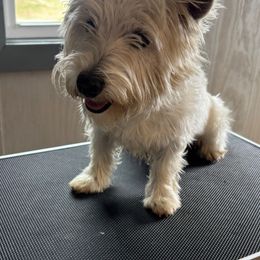 Bella - West Highland White Terrier