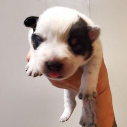 Full masked  Blue - Blue mottled female Australian Cattle Dog puppy in Lenoir, North Carolina from Blue Coyote Ranch