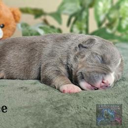3rd pick reserved - Blue tri-color male American Bully puppy in Mobile, Alabama from Laser Elite Bullies