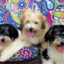 Havanese Puppies from A New Hope Havanese