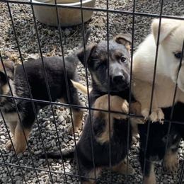 German Shepherds and Siberian Huskies from Stubbs Kennels