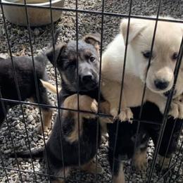 German Shepherds and Siberian Huskies from Stubbs Kennels